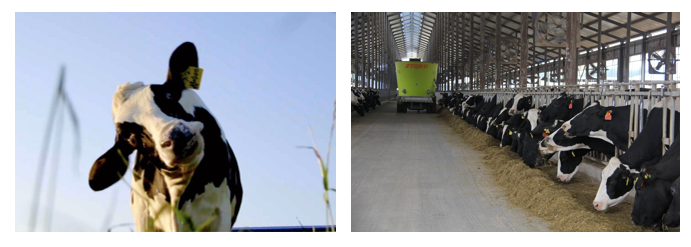 花花牛丨每天一杯奶，幸福健康喝出來(lái)?。?！