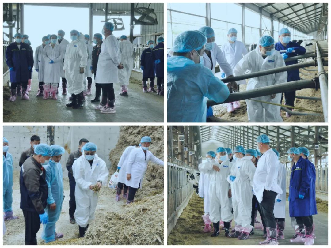 花花牛丨國(guó)家奶牛產(chǎn)業(yè)技術(shù)體系首席科學(xué)家、中國(guó)農(nóng)業(yè)大學(xué)教授李勝利一行蒞臨花花牛魯山瑞亞參觀調(diào)研