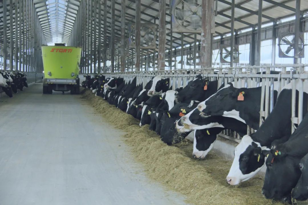 花花牛丨駐馬店市遂平縣政協(xié)黨組書記、主席張衛(wèi)東一行蒞臨花花牛魯山瑞亞牧場(chǎng)參觀