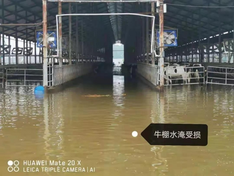 【乳報·聚焦】“豫”難而上的中原牛人“太中了”！