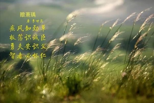 花花牛 | 疾風來臨，你是不是勁草？